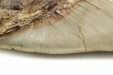 Fossil Megalodon Tooth - Collector Quality Indonesia Meg #225279-2
